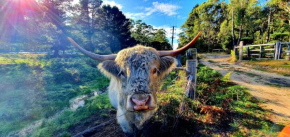 Wallabies, parrots, farm animals